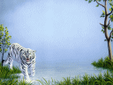 bright blue river with snarling white tiger walking on river's edge background paper
